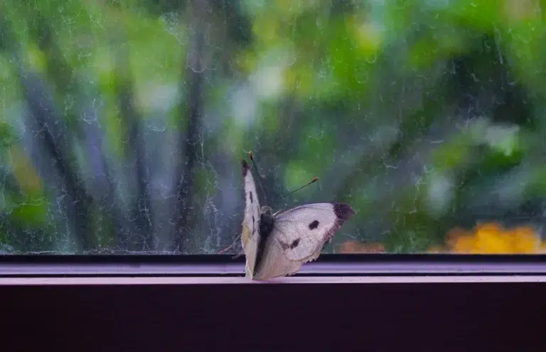 How to Prevent Bugs from Coming Through Windows