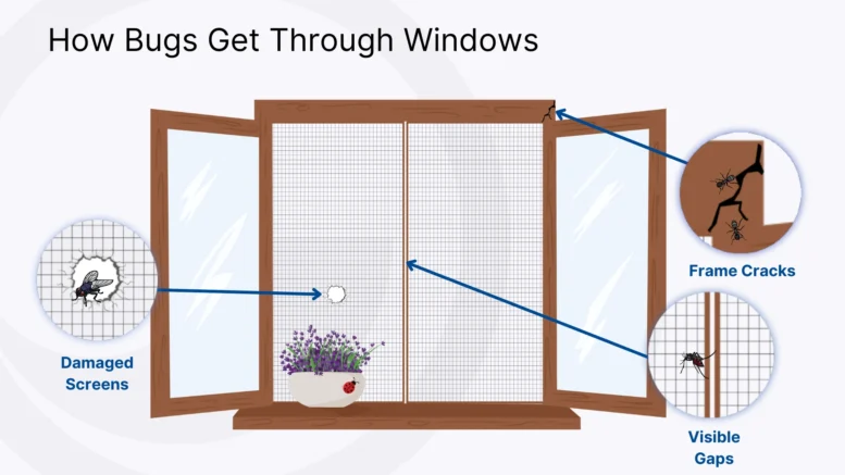 How to Prevent Bugs from Coming Through Windows